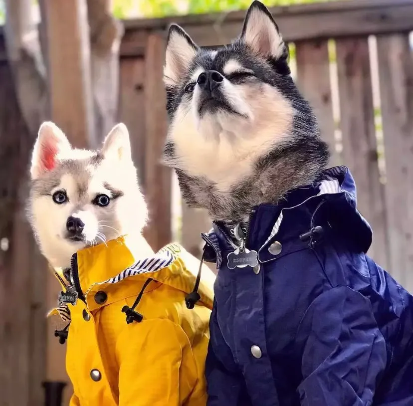 Waterproof Dog Raincoat